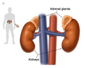 ADRENAL GLANDS